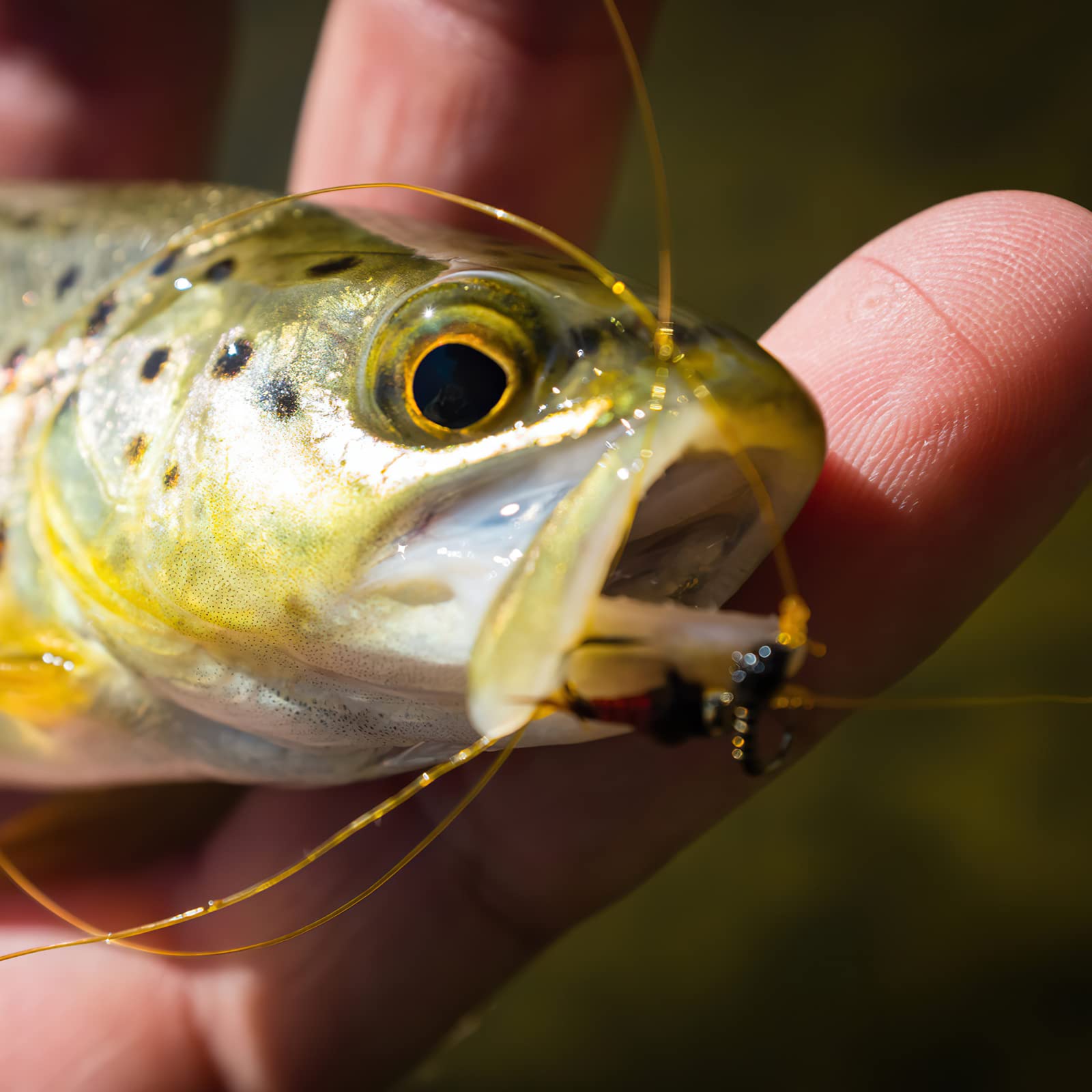 مجموعة طُعم صيد السمك بالذباب  - مراجعة Fishing Lure Making Kit وسعره